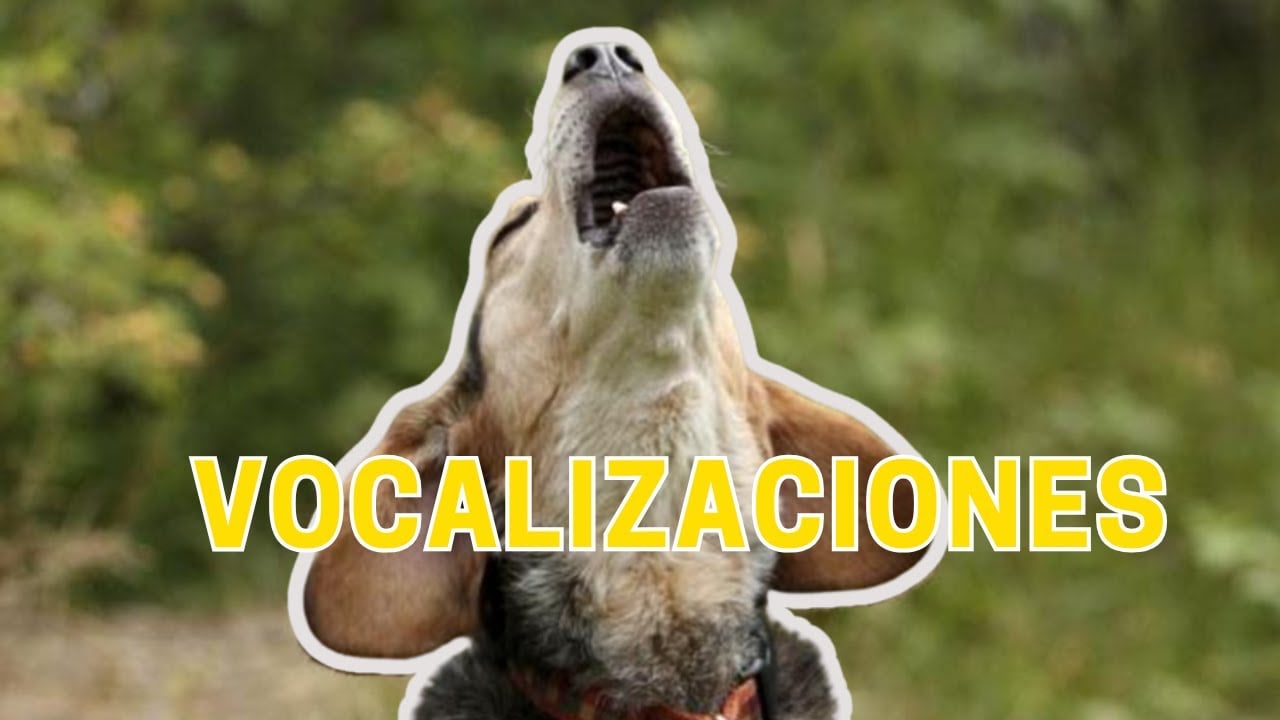 Aprende sobre la comunicación canina 🐶