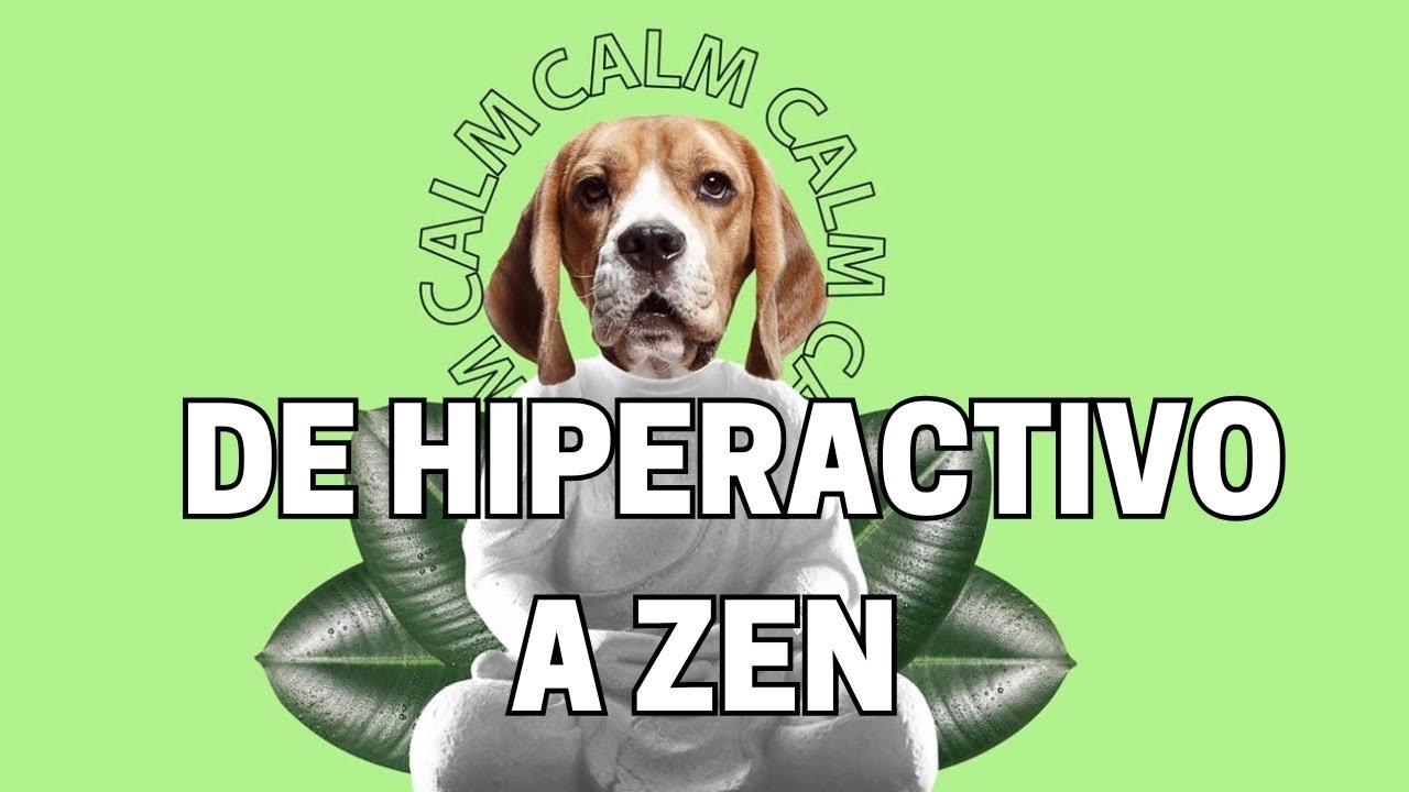 Trucos efectivos para calmar y RELAJAR a tu PERRO 🐶