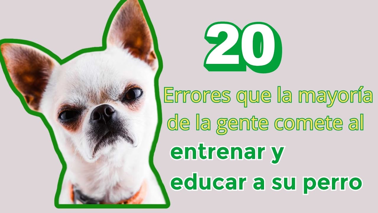 20 Errores que la mayoría de la gente comete al entrenar y educar a su perro 🐶
