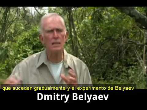 Los zorros domesticados de Dimitri Belyaev (Raymond Coppinger)