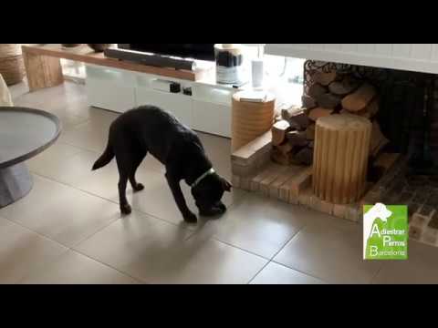 Ejercicios para estimular la parte mental de tu perro - Adiestrar Perros Barcelona
