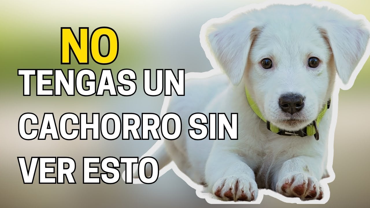 Consejos antes de tener un CACHORRO 🐶