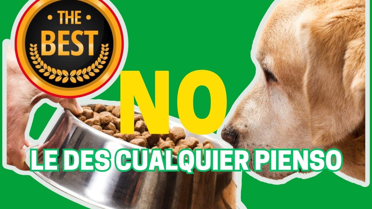 NO LE DES CUALQUIER PIENSO A TU MASCOTA 🐶🐾