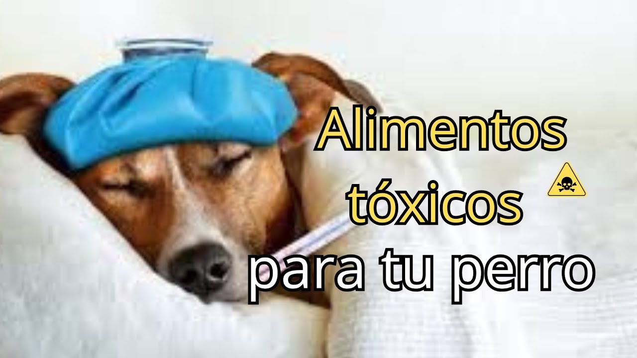 Alimentos tóxicos para tu perro🐶🖐
