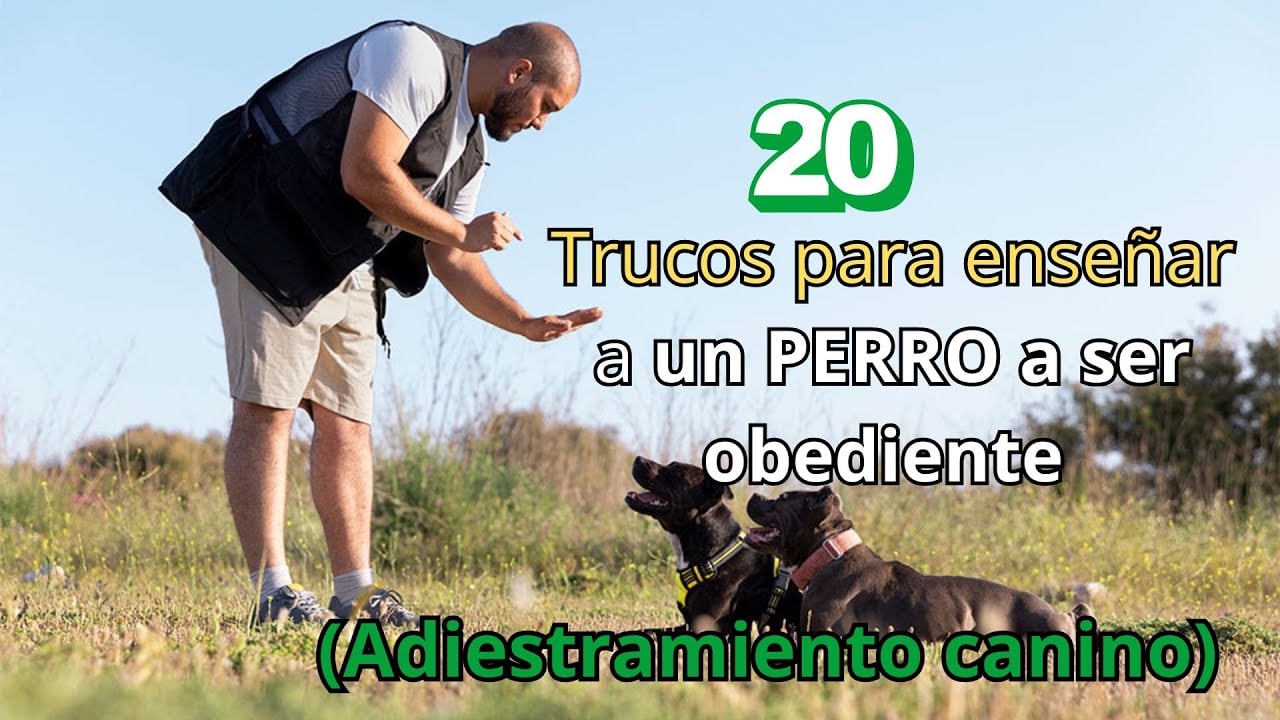 🐶 20 Trucos para Enseñar a un Perro a ser Obediente | Adiestramiento Canino 🦴