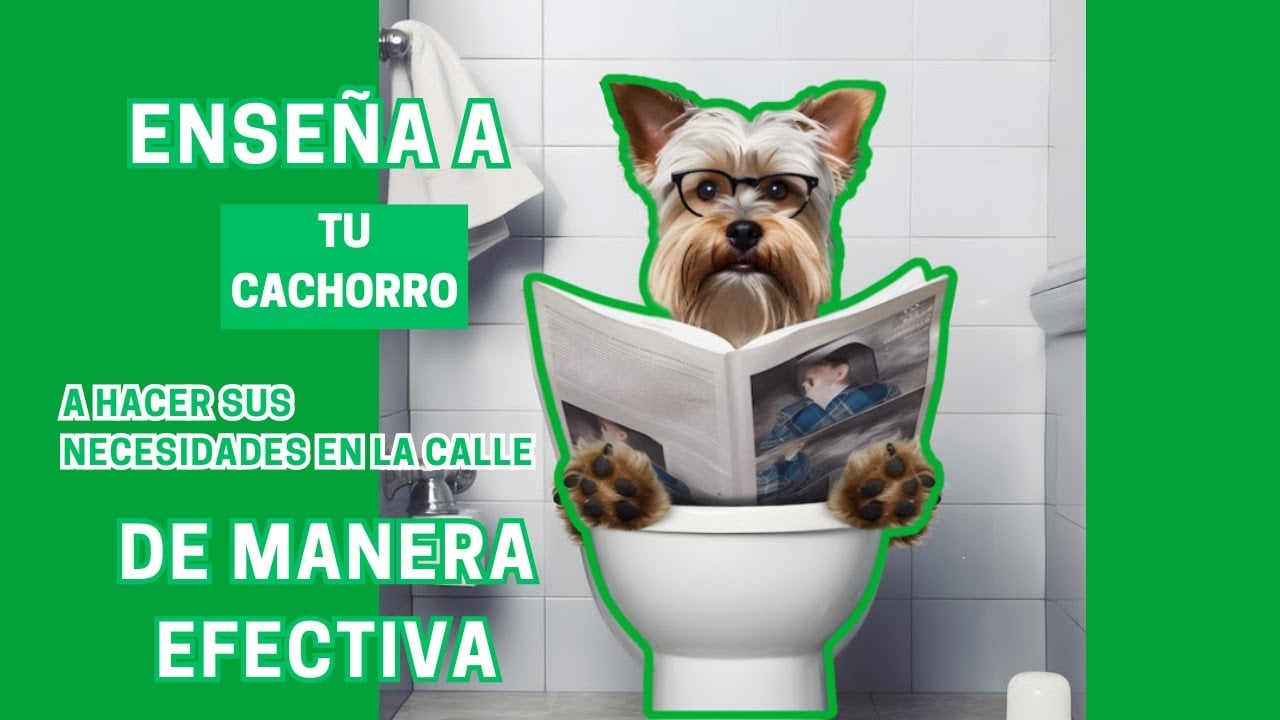 Asi lograrás que tu cachorro haga sus necesidades fuera de casa 🙌