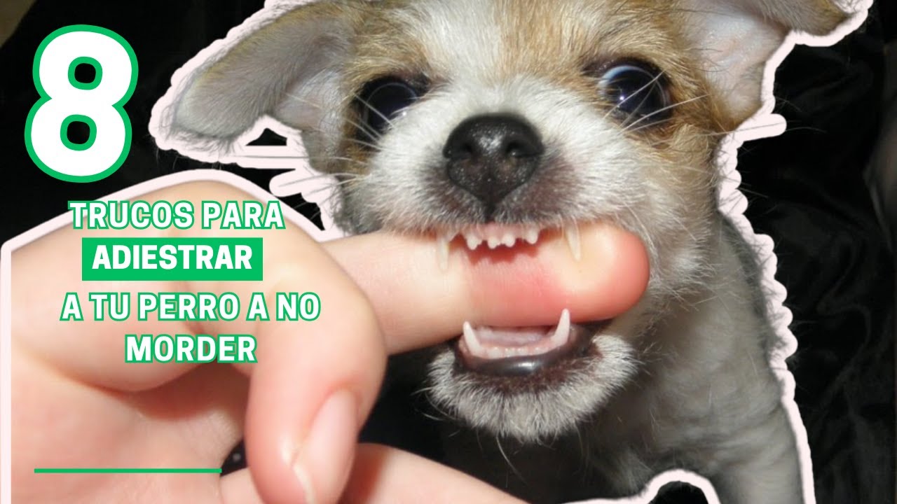 8 trucos para educar y adiestrar a un cachorro a que no muerda🐶