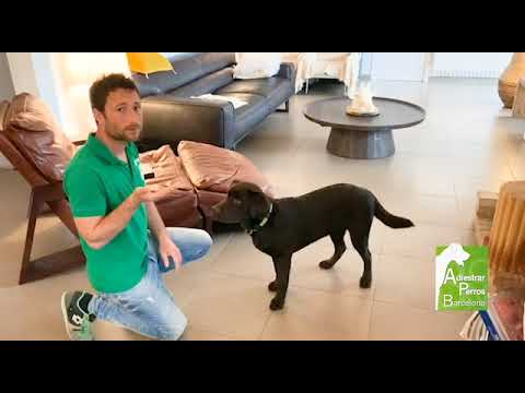 Ejercicios de obediencia y autocontrol con tu perro - Adiestrar Perros Barcelona