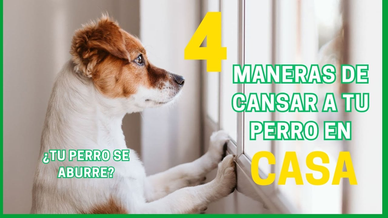 ¿Tu perro se aburre en casa? Solucion definitiva 🐶