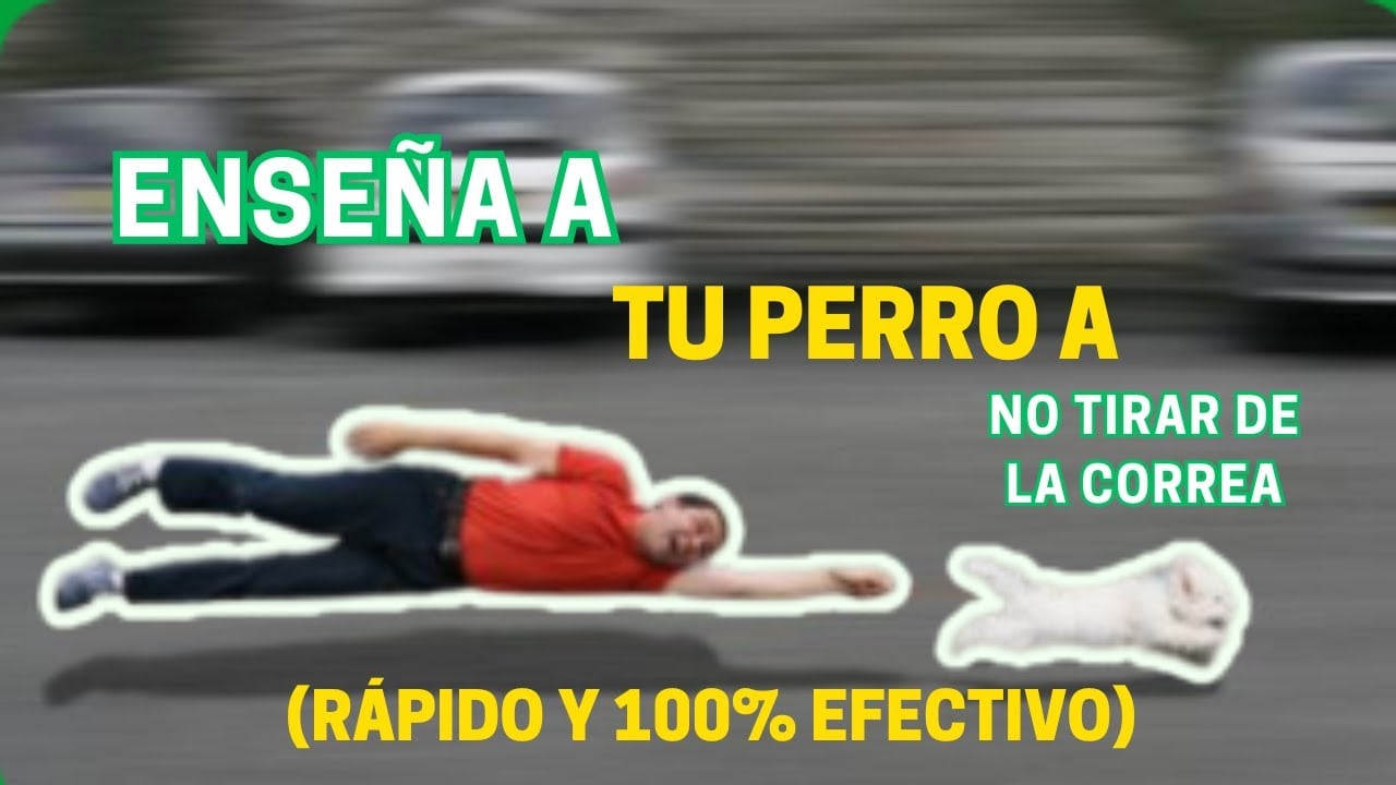 Asi enseña a tu perro a no tirar de la correa 😎