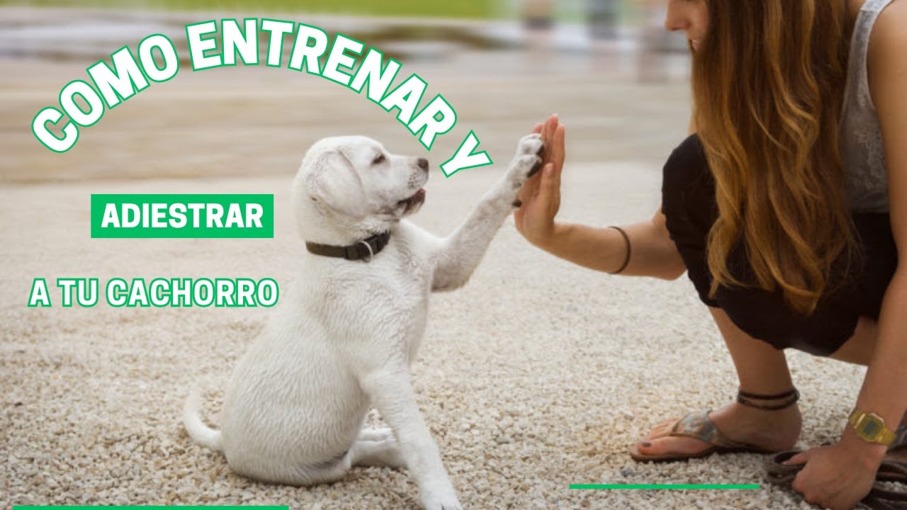 COMO ADIESTRAR y ENTRENAR a tu CACHORRO🐶