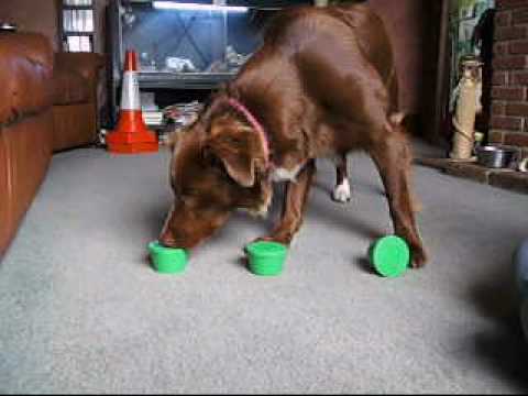Fun 'Nose Work' Ideas