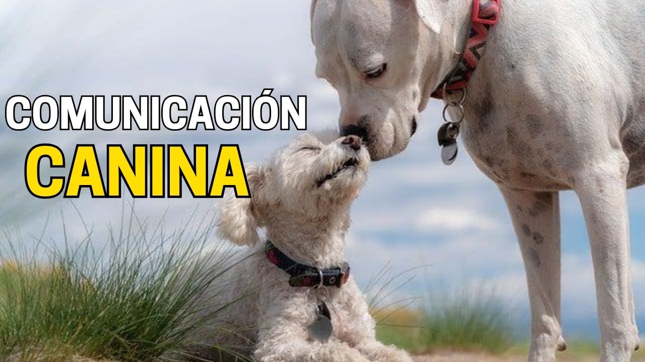 Secretos del lenguaje canino 🐾