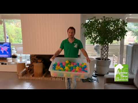 Ejercicios de olfato con tu perro - Adiestrar Perros Barcelona