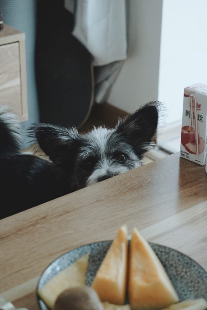 Enseñar a tu perro a no pedir comida en la mesa 2