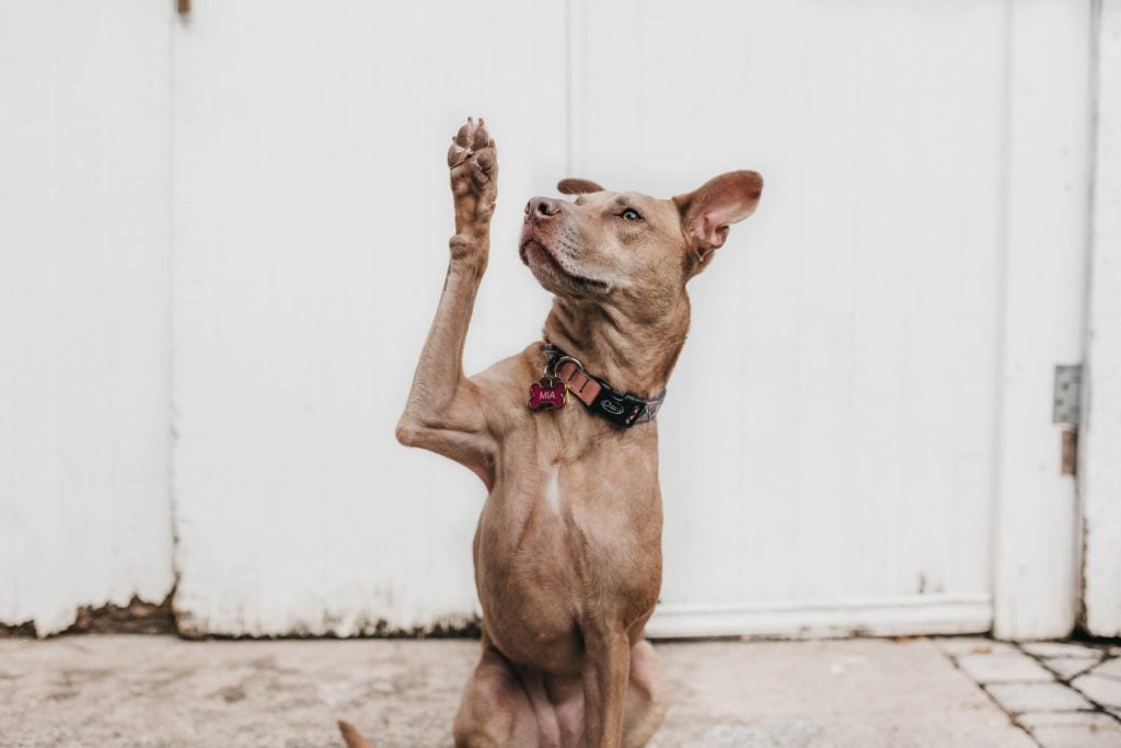 Mi perro se lanza a la gente