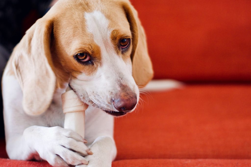 Problemas  de comportamiento en perros