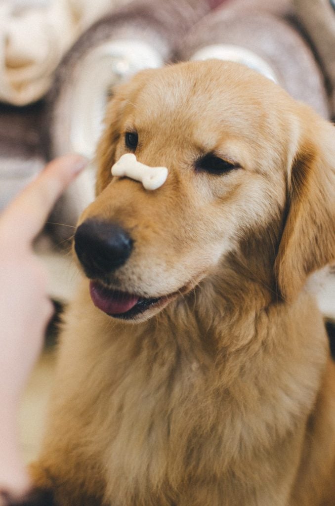 perros que se vuelven caprichosos