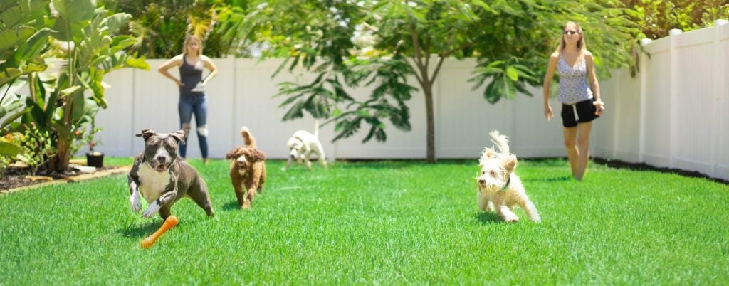 Cómo no tener problemas en casa con un perro