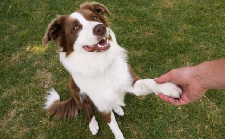 ¿Cual es el Mejor Sistema de Adiestramiento para Perros?