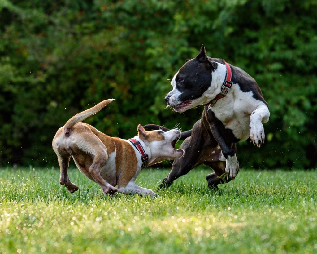 Buena comunicación de los perros