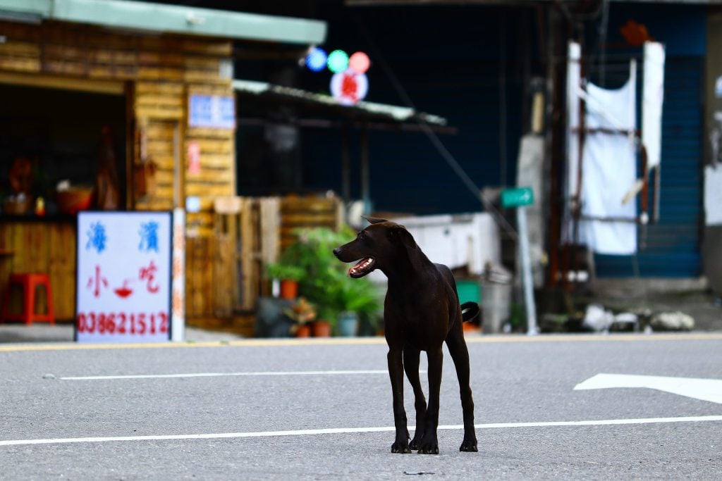 Perro de ciudad