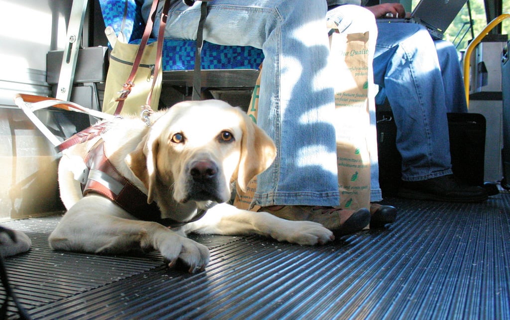 normativa perros transporte publico