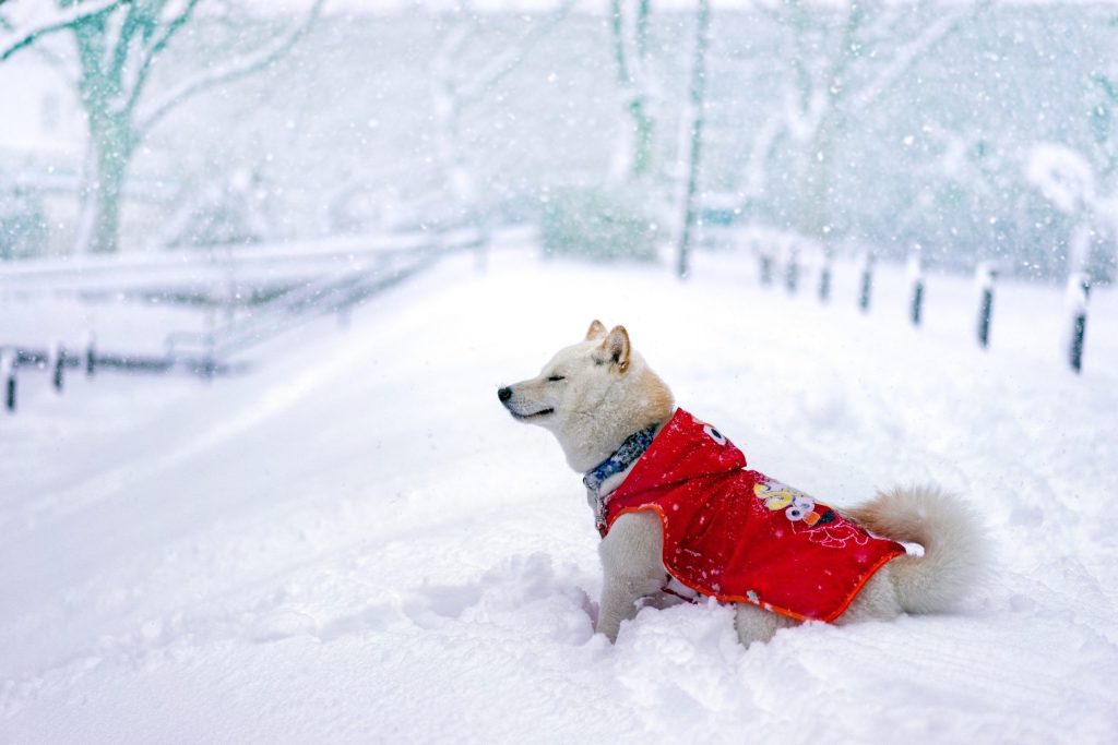 Abrigo para perros en la nieve