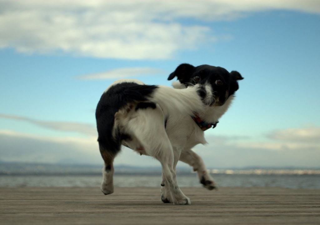 La cola de los perros 