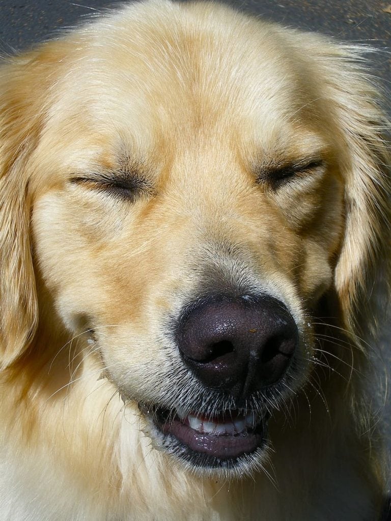 dog-golden-retriever-close-up-face