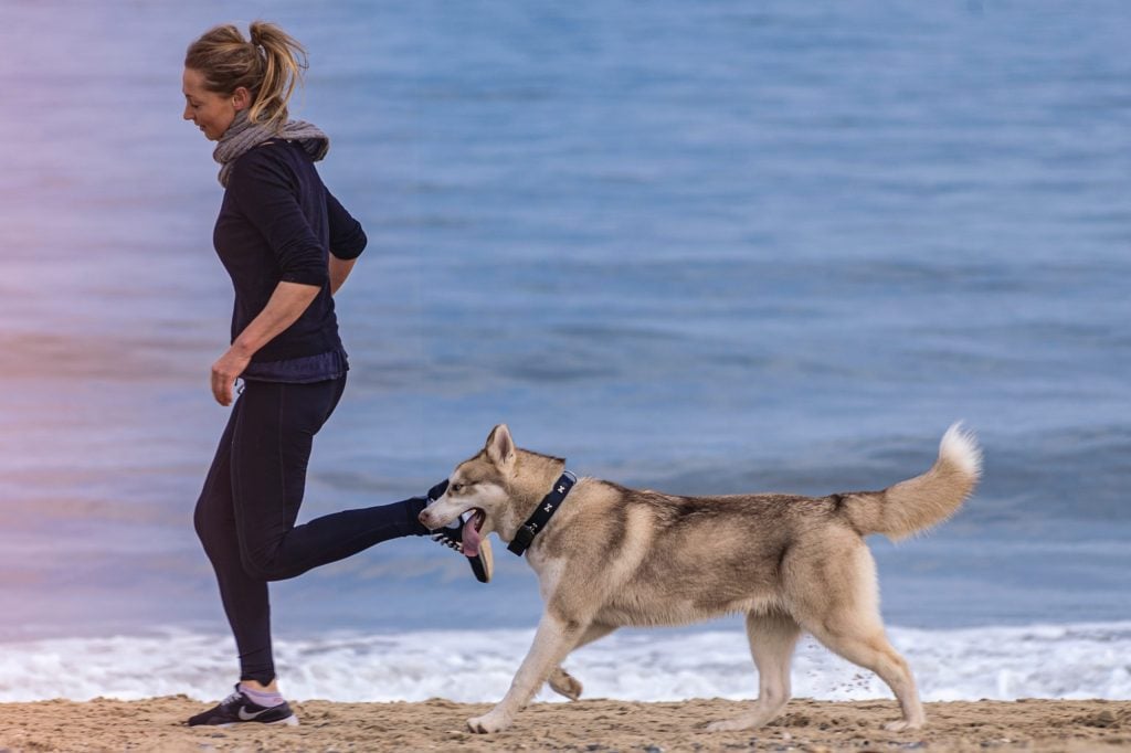 Deporte perro playa