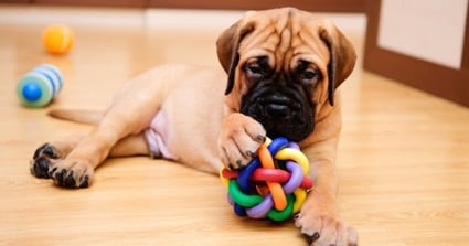 juguetes perros para educar, cansar y estimular.