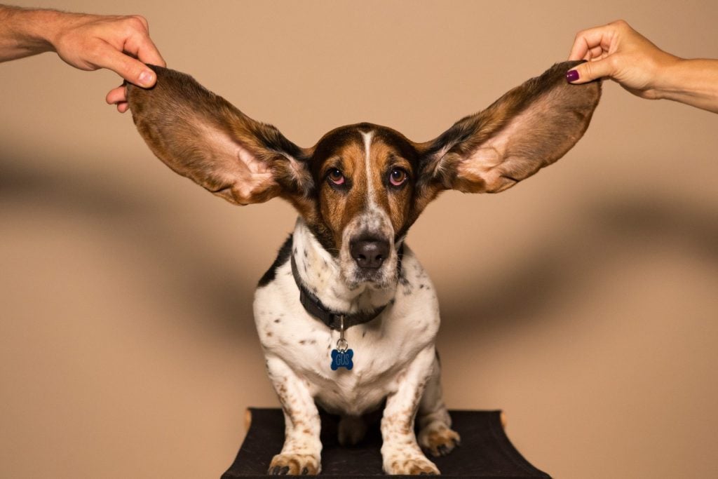 1Basset hound ears