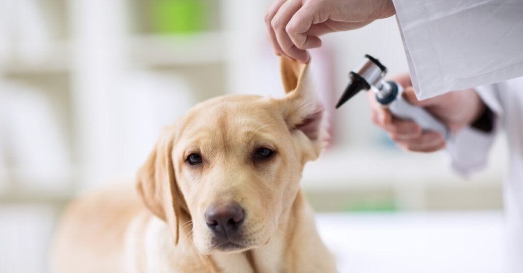 Los decibelios y el oído de los perros