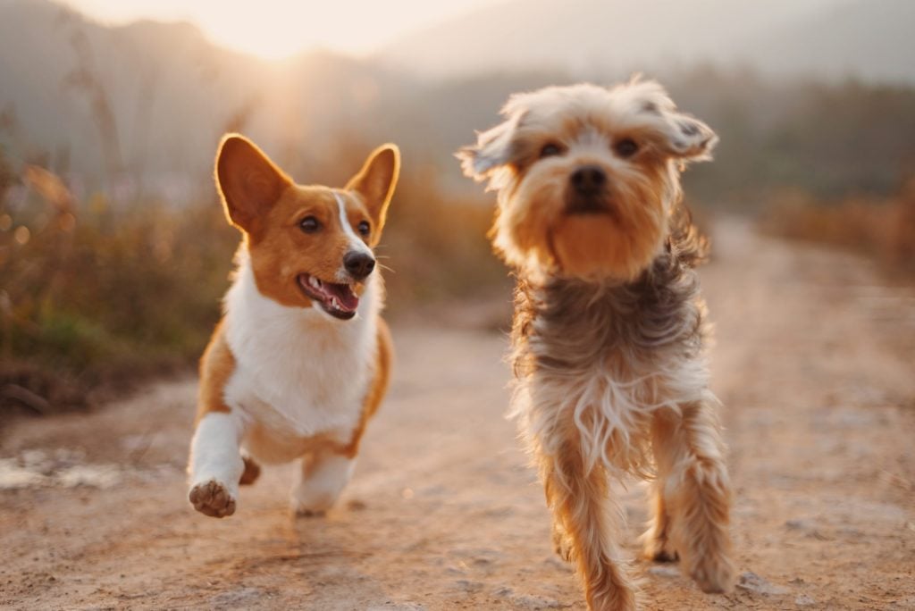 Perros jugando