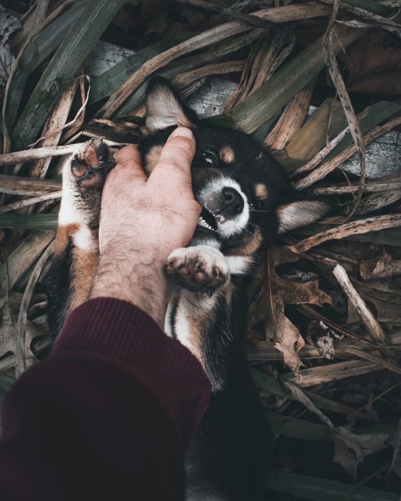 perro mordiendo