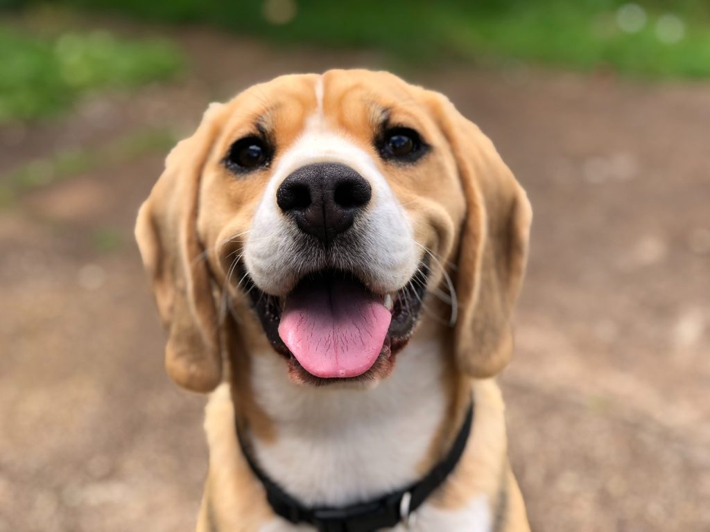 perro soriendo y feliz 