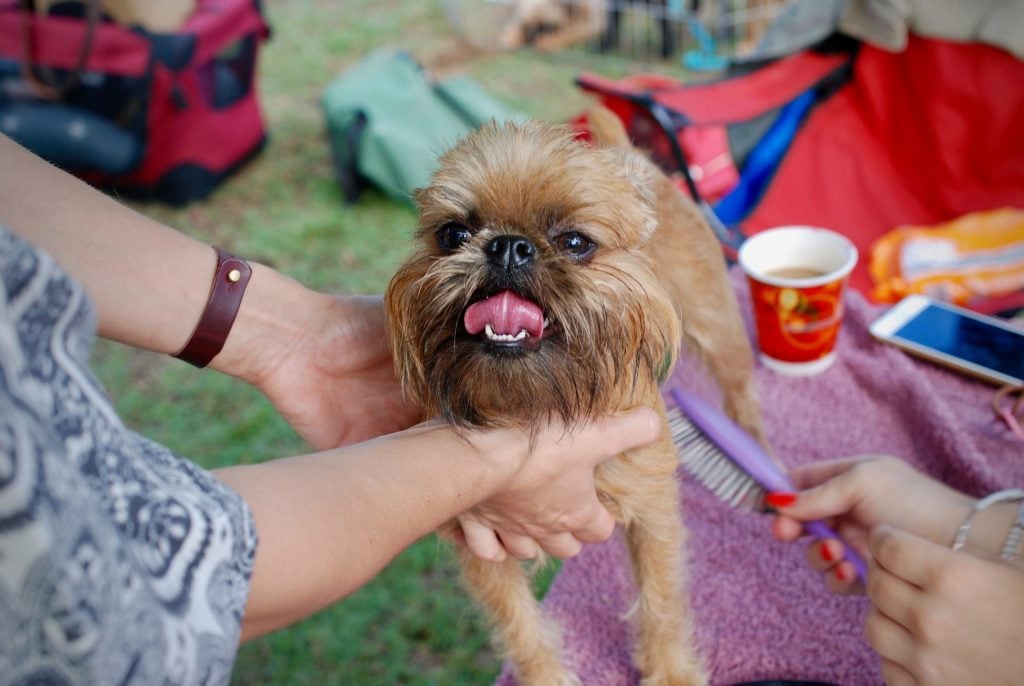 Dog grooming