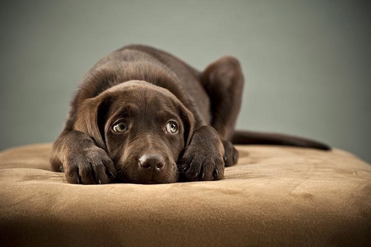 Cómo manejar a tu perro sin que se estrese
