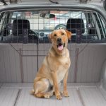 Viajar con perros en coche