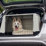 Viajar con perros en coche