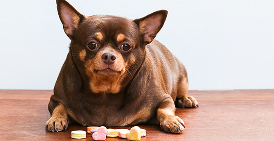 Perros diabeticos