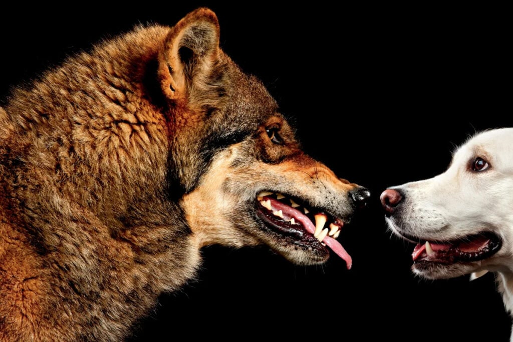 Diferencias entre los perros y los lobos