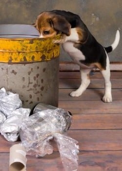 Por qué los perros comen de la basura