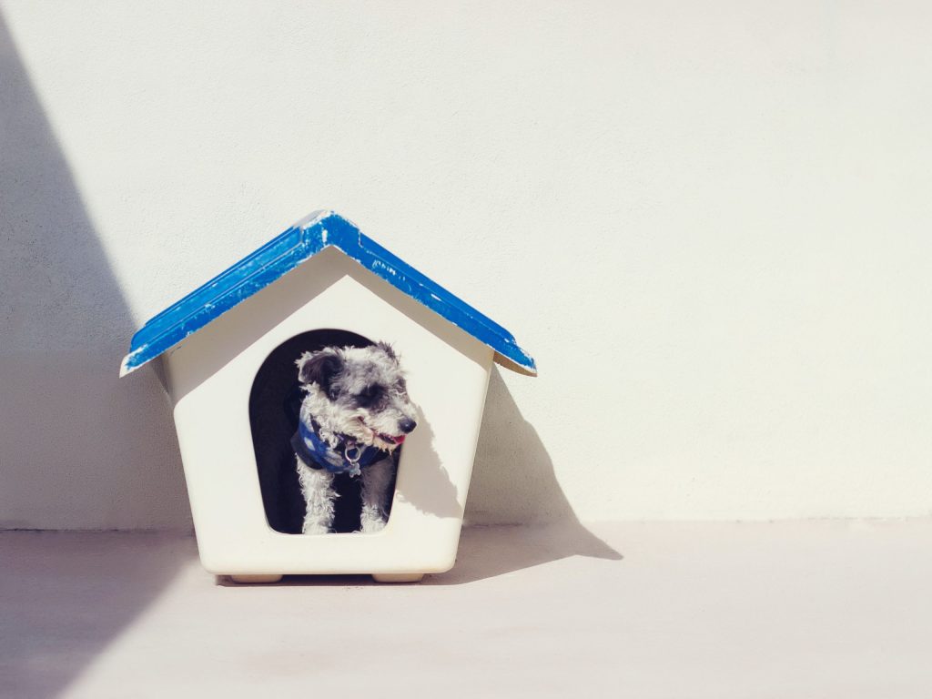 Espacio propio de los perros