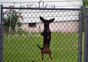 Perro esperando jardín