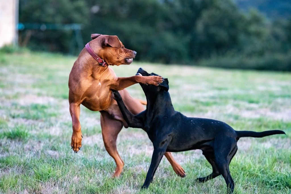 Peleas entre perros