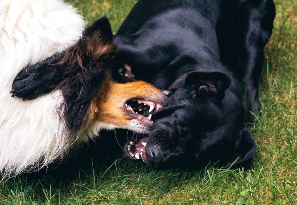 Peleas-entre-perros