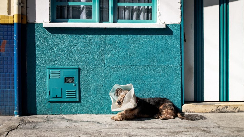 Veterinario de confianza