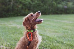 Claves del adiestramiento canino